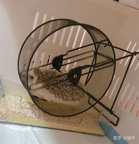 养刺猬风水